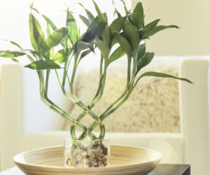 Dracena Lucky Bamboo