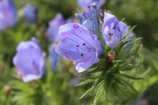 Żmijowiec babkowaty - Echium plantagineum