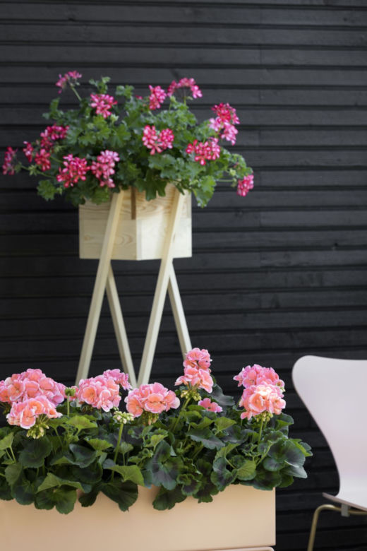 Pelargonie na balkonie