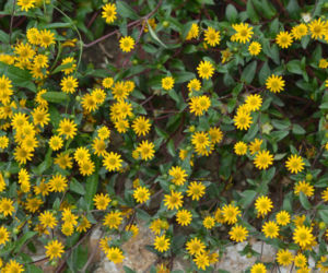 Sanwitalia rozesłana