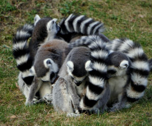 Sześć małych królów Julianów we wrocławskim zoo
