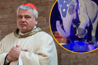 Szokujące sceny z polskim kard. Konradem Krajewskim i słoniem! Wszystko działo się publicznie na oczach ludzi