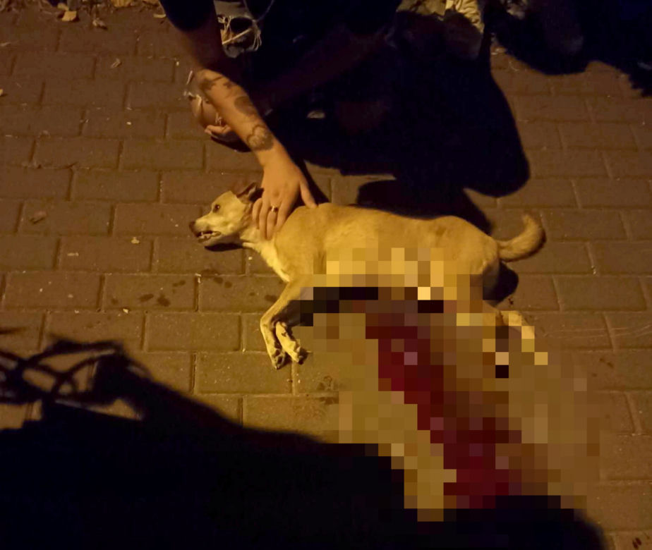 Pies bez smyczy zagryzł kundelka Dżekiego. „Przegryzł mu aortę i rozszarpał brzuch”