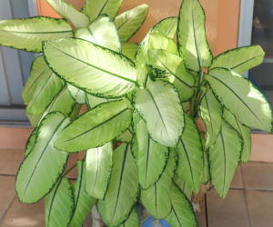 Difenbachia