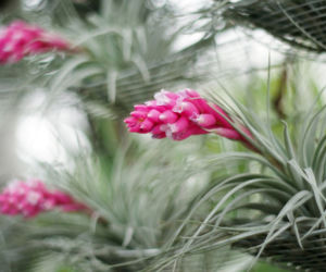 Bromelia
