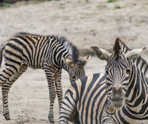 Zebra Chapmana