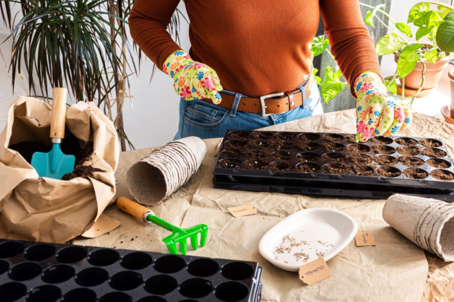 Wysiew nasion na rozsadę