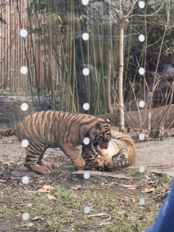 Czy warto jechać do ZOO Wrocław zimą?