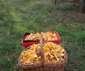 Grzybobranie 2017 w Bydgoszczy i okolicach [ZDJĘCIA CZYTELNIKÓW]