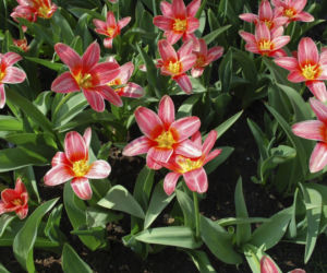 Tulipany Kaufmanna