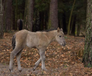 Nowo narodzony źrebak konika polskiego
