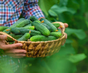 Nie wyrzucaj obierek z ogórka. Wykorzystaj je w ogrodzie