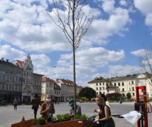 Nowa zieleń na Starym Rynku w Bydgoszczy