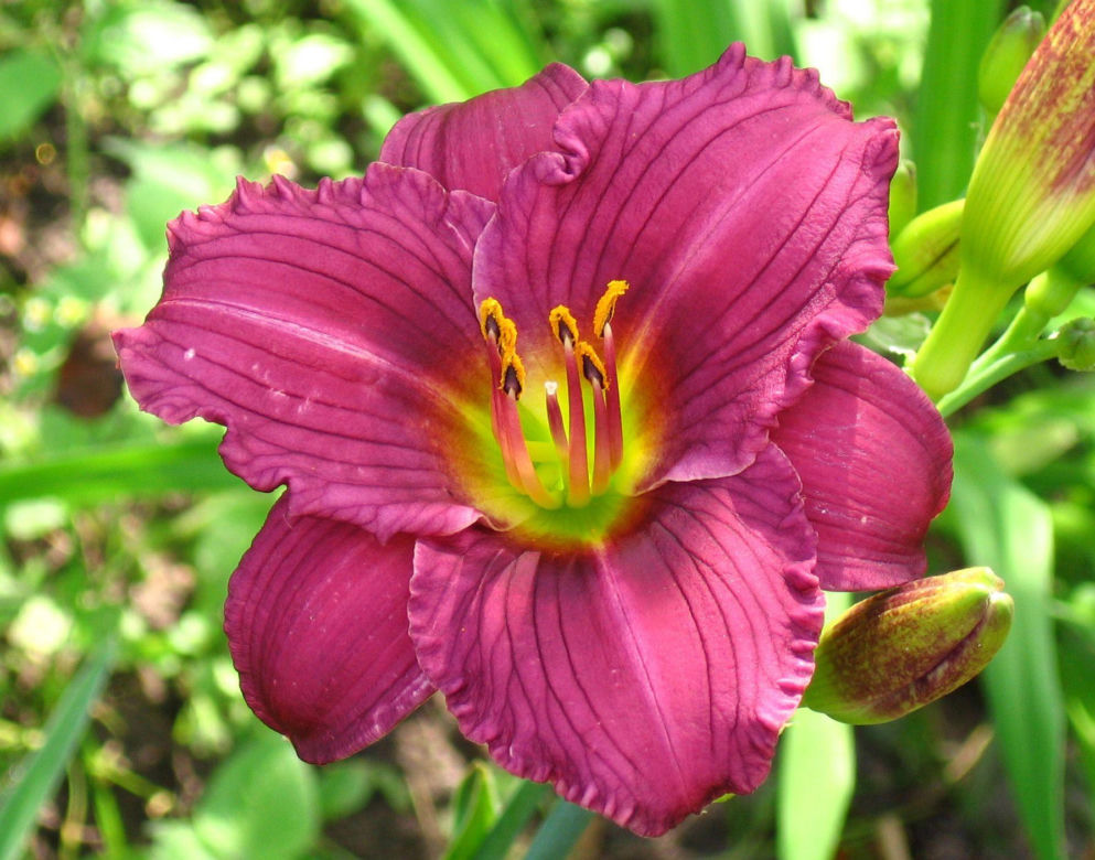 Liliowiec 'Little Grapette'