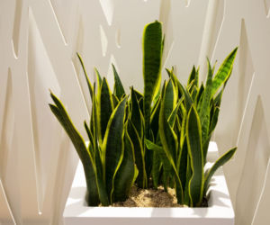 Sansewieria gwinejska - Sansevieria trifasciata