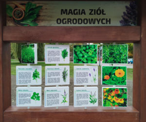 Park kieszonkowy przy ul. Żytniej w Siedlcach