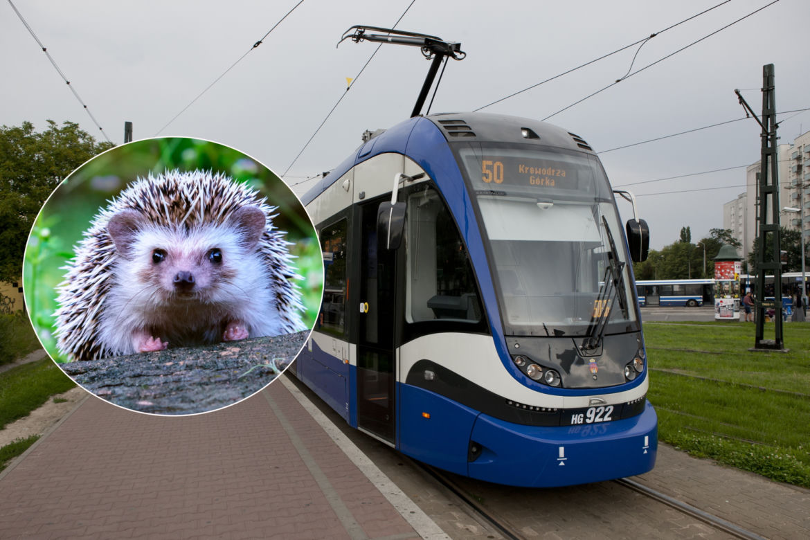 Jeże zmielone na miazgę