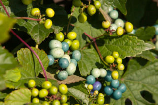 Winnik zmienny - Ampelopsis brevipedunculata
