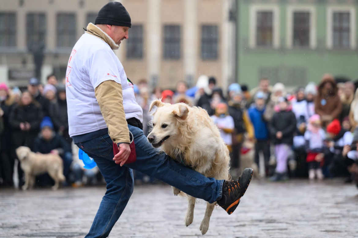 Poznań. Pokaz wyszkolenia psów z grupy „Golden Retriever WOŚP w Poznaniu” podczas 33. Finału Wielkiej Orkiestry Świątecznej Pomocy