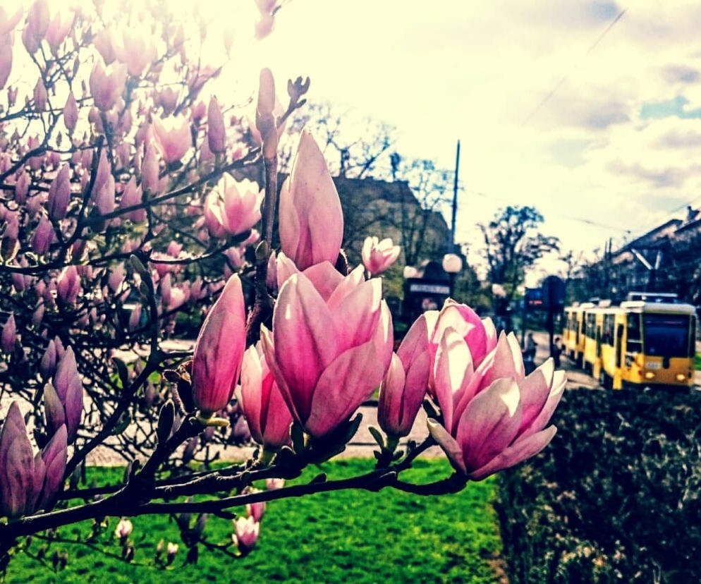 Magnolie w Szczecinie
