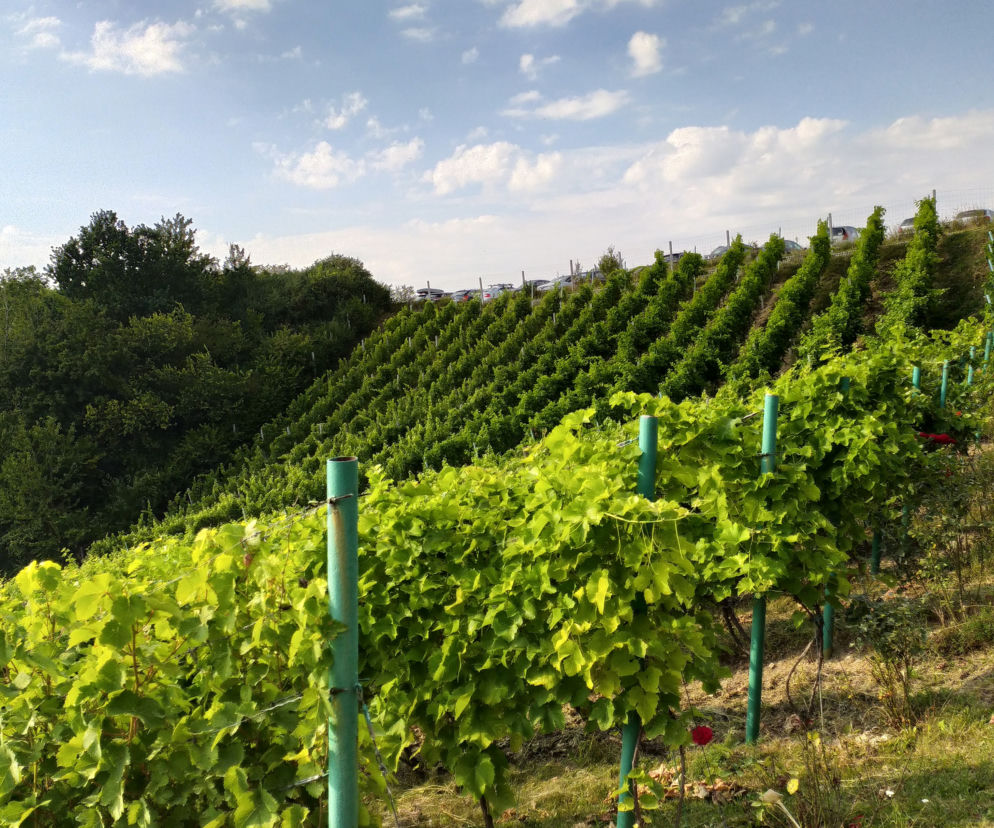 Winnica 