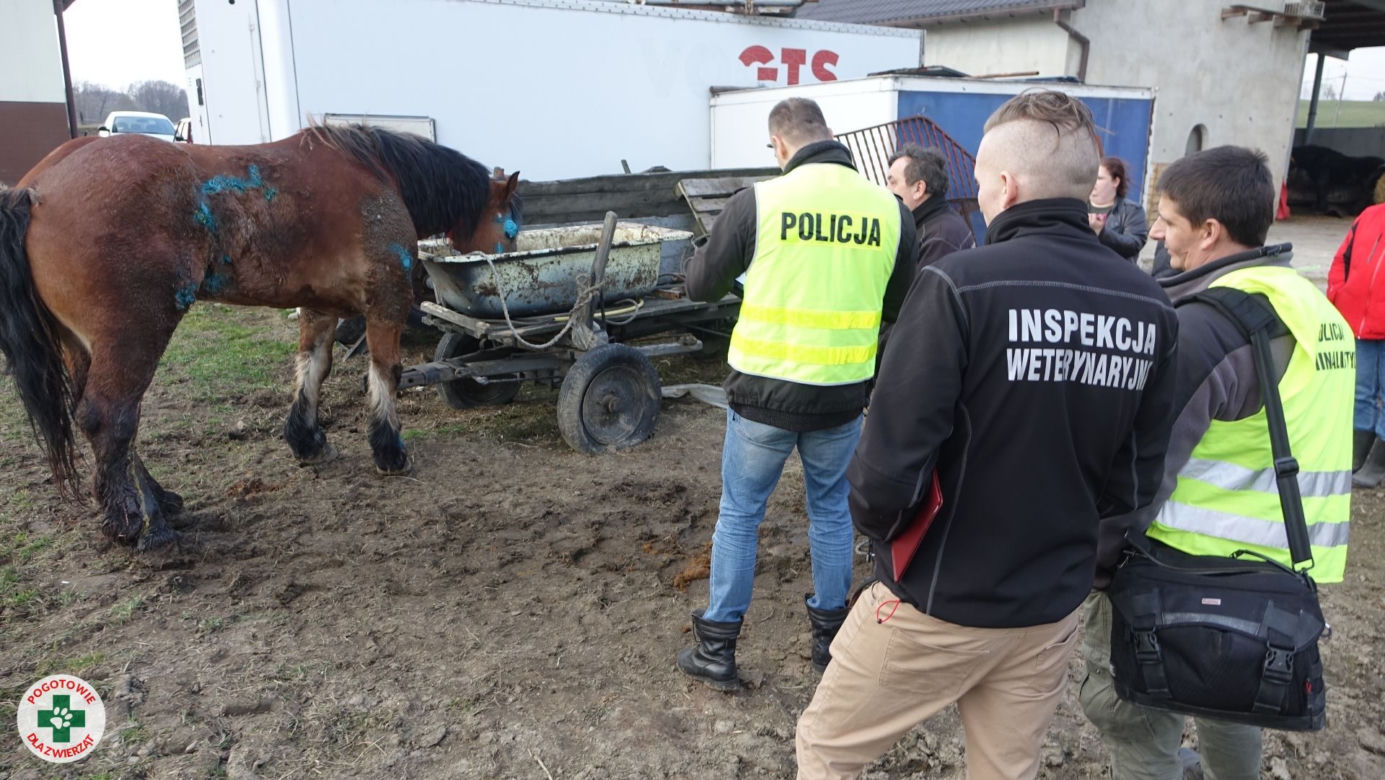 Wstrząsające odkrycie w Wodzisławiu Śląskim! Konie w hodowli w stanie agonalnym! "To jeszcze nie koniec" [DRASTYCZNE ZDJĘCIA]