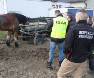 Wstrząsające odkrycie w Wodzisławiu Śląskim! Konie w hodowli w stanie agonalnym! To jeszcze nie koniec [DRASTYCZNE ZDJĘCIA]