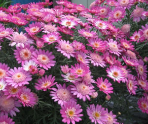 Argyranthemum