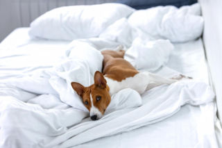 Jak często prać pościel, kiedy śpimy z psem? Ekspertka od zdrowego porządku rozwiała wątpliwości. Brud, kurz, roztocza