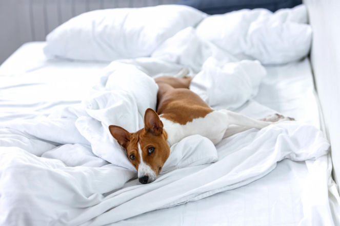 Jak często prać pościel, kiedy śpimy z psem? Ekspertka od zdrowego porządku rozwiała wątpliwości. Brud, kurz, roztocza