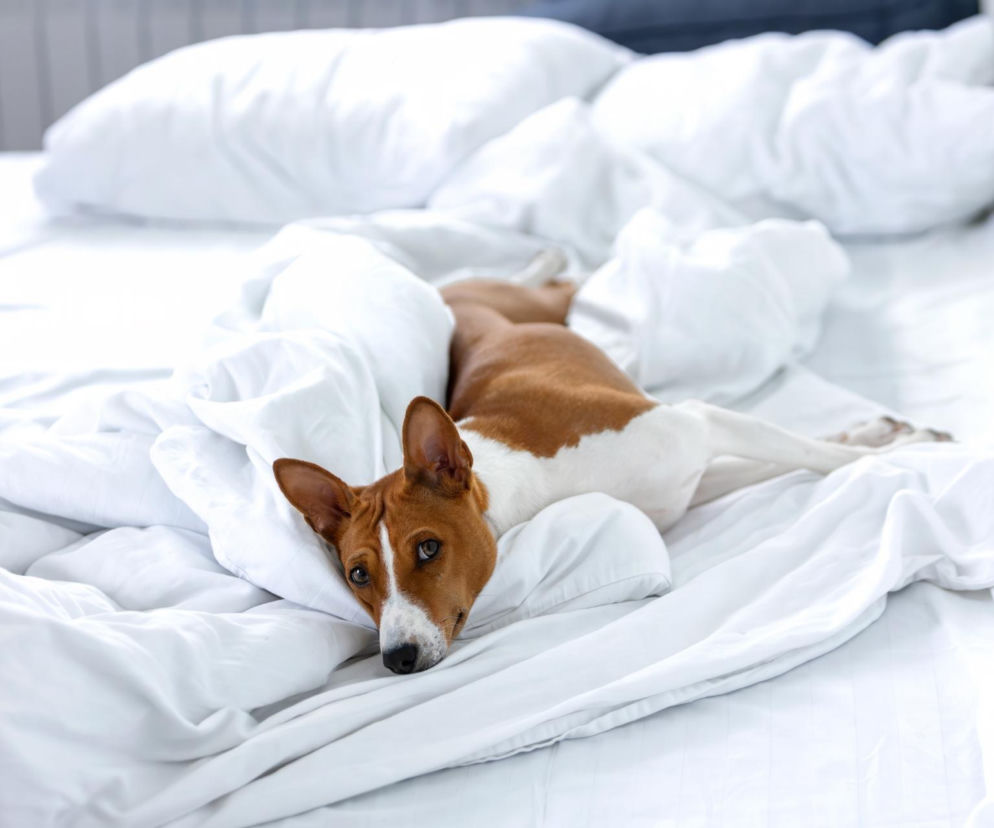 Pranie pościeli po psie