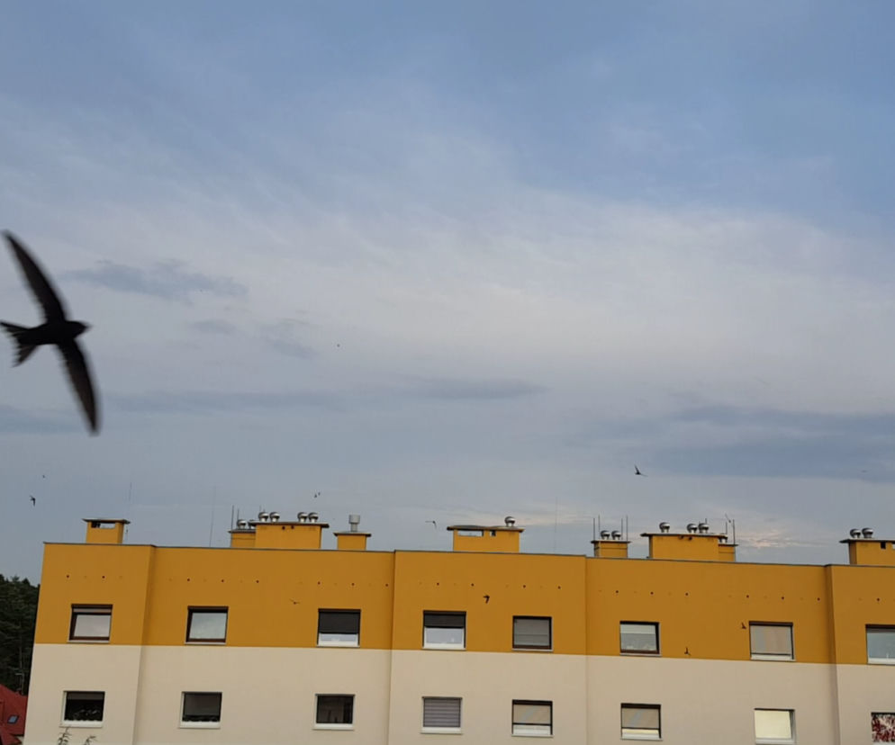 To nie ptaki z filmu Hitchcocka, a pożyteczne jerzyki. Zobacz jak latają w Lesznie
