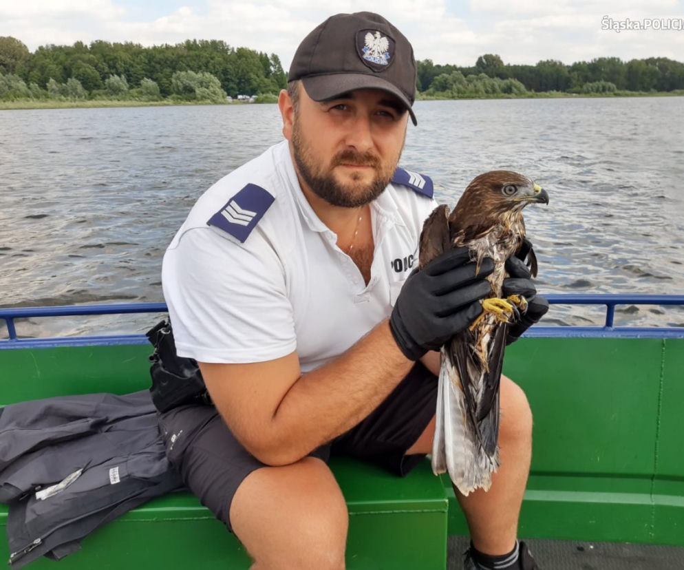 Funkcjonariusze z Katowic uratowali tonącego myszołowa