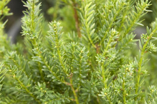 Cis pośredni 'Hillii' - Taxus x media 'Hillii'