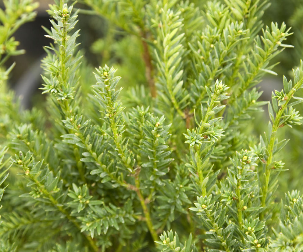 Cis pośredni 'Hillii' 
