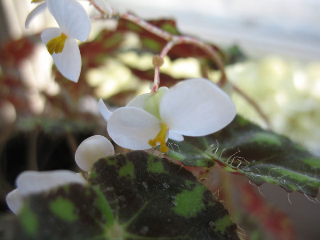 begonia