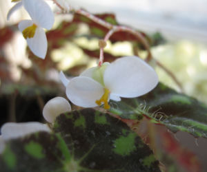 begonia
