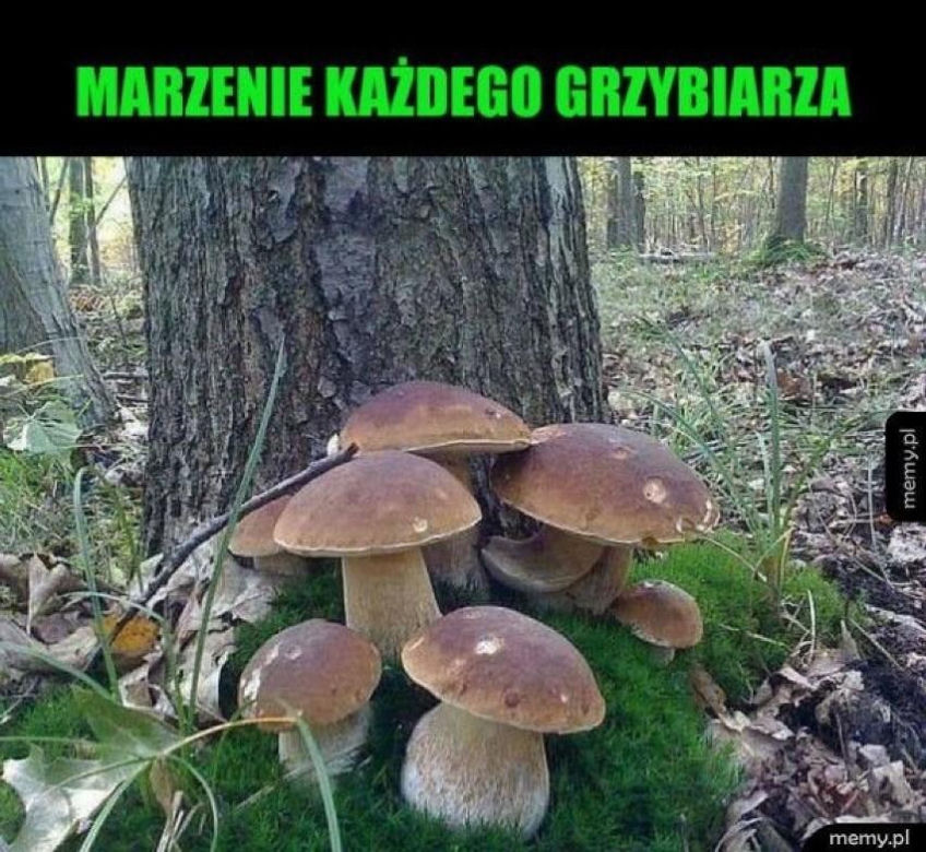 Grzybobranie 2023. Zobaczcie najlepsze memy o grzybiarzach! 