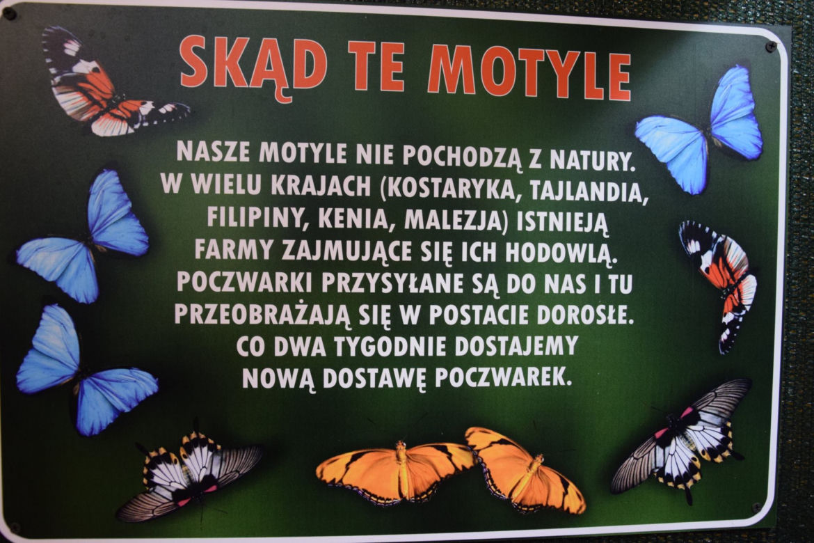 Jak wyglądała motylarnia w ZOO w Poznaniu