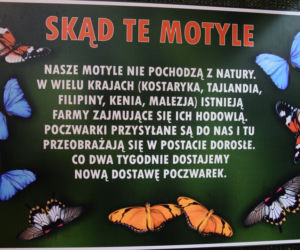 Jak wyglądała motylarnia w ZOO w Poznaniu