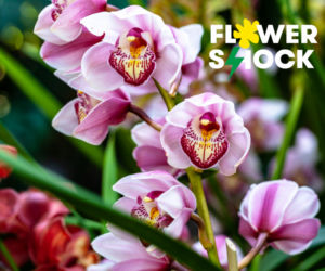 Atak Gigantów oraz Światowa wystawa orchidei, bonsai i sukulentów