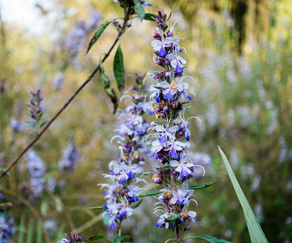 Vitex agnus-castus