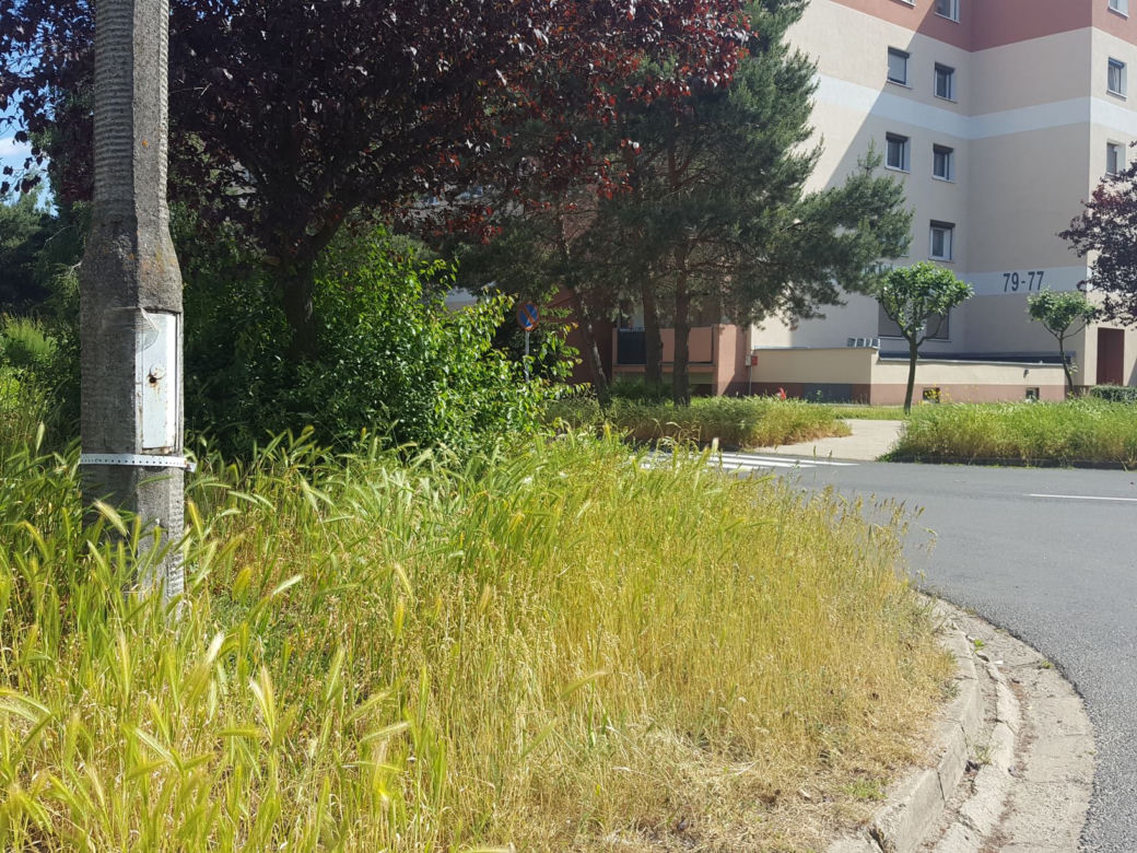 Tak wysokich chwastów przy drogach w Lesznie dawno nie oglądaliśmy