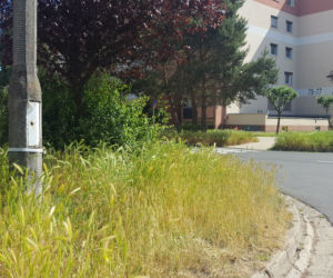 Tak wysokich chwastów przy drogach w Lesznie dawno nie oglądaliśmy