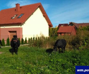 Kucyki biegały po ulicach Kętrzyna
