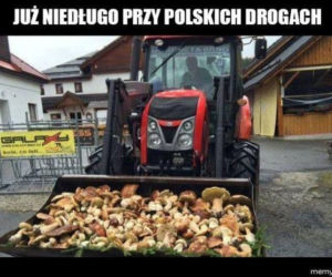 Trwa sezon na grzyby! Oto najlepsze memy o grzybiarzach!