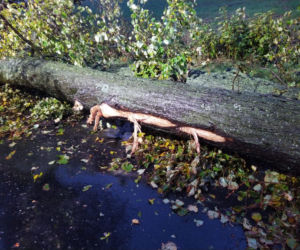 Interwencje strażaków z Grudziądza