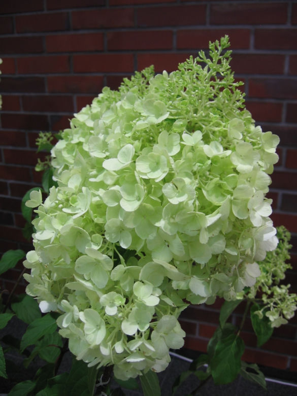 Hortensja bukietowa 'Polar Bear' PBR