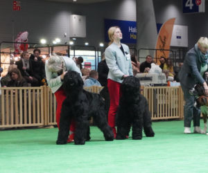 Międzynarodowa Wystawa Psów Rasowych Duo Cacib Kielce 2025