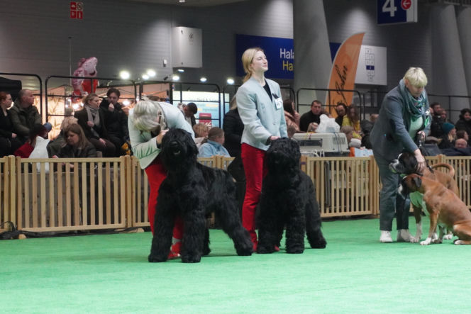 Międzynarodowa Wystawa Psów Rasowych Duo Cacib Kielce 2025